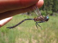 Somatochlora kennedyi