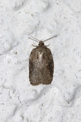 Acleris chalybeana