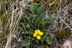 Viola pinetorum