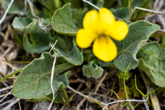Viola pinetorum