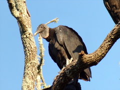 Coragyps atratus image