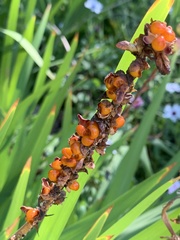 Chasmanthe floribunda