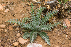 Cirsium occidentale occidentale