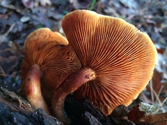 Gymnopilus thiersii image