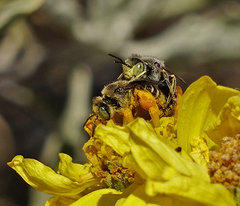 Calliopsima