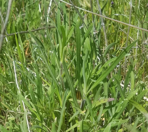 iNaturalist observation photo of grasses