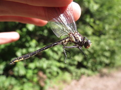 Phanogomphus descriptus