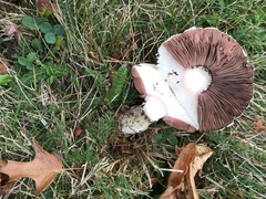Agaricus