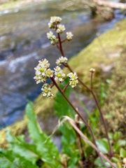Micranthes aprica