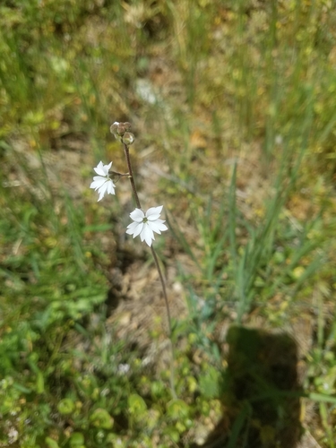 iNaturalist observation photo of San Francisco woodland-star