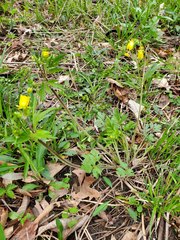 Ranunculus hispidus caricetorum