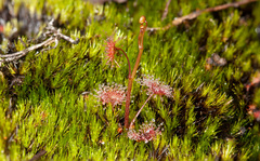 Droseraceae