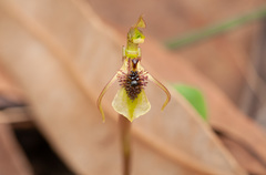 Chiloglottis seminuda