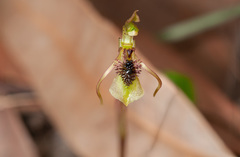 Chiloglottis seminuda