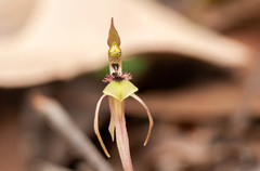 Chiloglottis seminuda