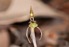 Chiloglottis seminuda