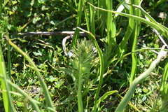 Triphysaria versicolor versicolor