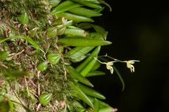 Bulbophyllum exiguum
