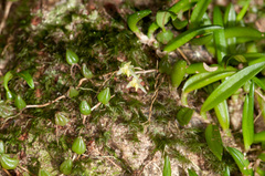 Bulbophyllum exiguum