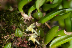 Bulbophyllum exiguum