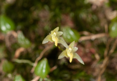 Bulbophyllum exiguum