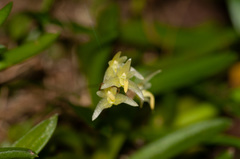 Bulbophyllum exiguum