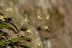 Bulbophyllum exiguum