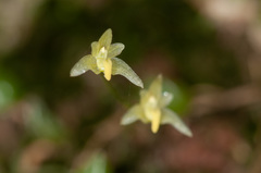 Bulbophyllum exiguum