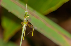 Chiloglottis diphylla