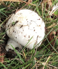 Agaricus