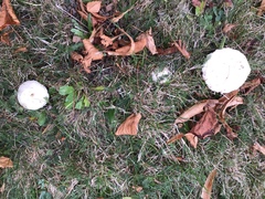 Agaricus