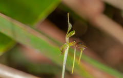 Chiloglottis diphylla