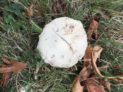 Agaricus
