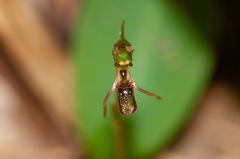 Chiloglottis diphylla
