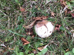 Agaricus