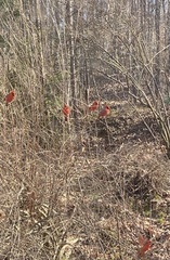 Cardinalis