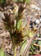 Luzula multiflora multiflora