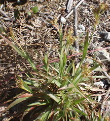 Luzula multiflora multiflora