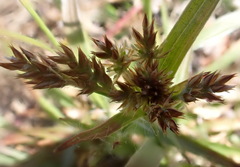 Luzula multiflora multiflora