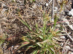 Luzula multiflora multiflora