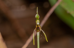 Chiloglottis diphylla