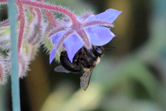 Habropoda tristissima