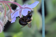 Habropoda tristissima