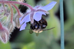 Habropoda tristissima