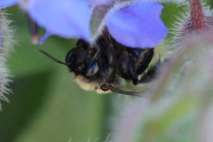 Habropoda tristissima