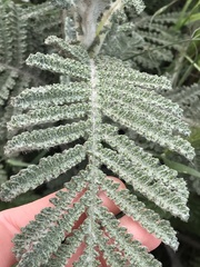 Tanacetum bipinnatum