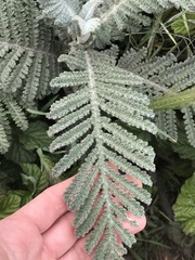 Tanacetum bipinnatum