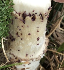Collembola