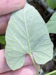 Calystegia catesbeiana