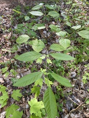 Fraxinus biltmoreana